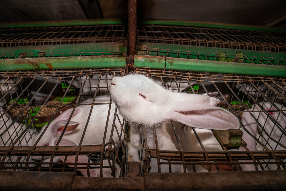 the photo shows a rabbit in a cage